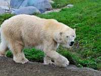polar bear 3450